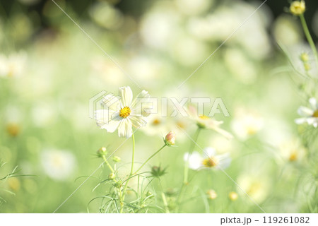 コスモス　秋イメージ 119261082