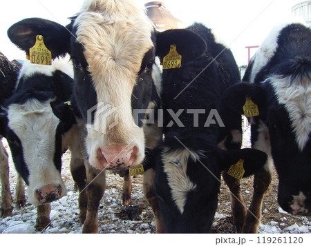 一年目の成牛は半自然放牧で大きな牧柵に囲まれて育成されている3 一年目の成牛は半自然放牧で大きな牧柵に囲まれて育成されている3 119261120