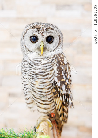 アカアシモリフクロウ アカアシモリフクロウ 119261305