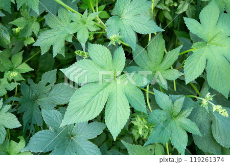 秋の花粉症の原因植物　カナムグラの葉と蔓と花 119261374