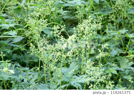 秋の花粉症の原因植物 カナムグラの花 秋の花粉症の原因植物 カナムグラの花 119261375