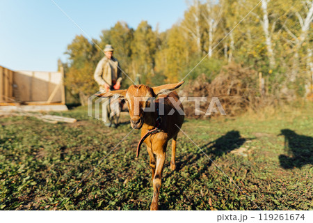 A male farmer walks her goats on an eco-farm, enjoying the warmth of the sun. The scene reflects sustainable, rural life and traditional livestock farming A male farmer walks her goats on an eco-farm, enjoying the warmth of the sun. The scene reflects sustainable, rural life and traditional livestock farming 119261674