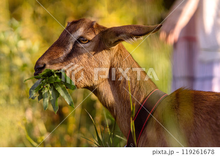 A morning walk with Nubian goats on a serene pasture reflects a peaceful, eco-friendly lifestyle. The woman and her goats enjoy the natural beauty of the countryside 119261678