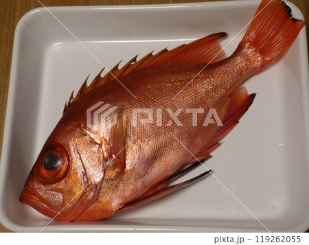 チカメキントキダイが釣れました チカメキントキダイが釣れました 119262055
