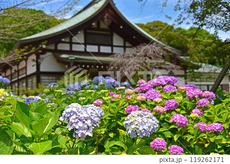 千葉県 松戸市 本土寺の紫陽花 千葉県 松戸市 本土寺の紫陽花 119262171