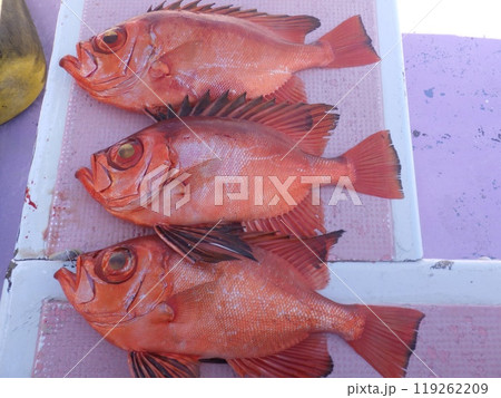 チカメキントキが釣れました 119262209