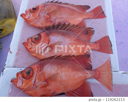 チカメキントキが釣れました チカメキントキが釣れました 119262213