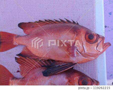 チカメキントキが釣れました チカメキントキが釣れました 119262215