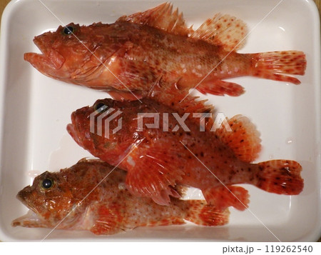 オニカサゴが釣れました オニカサゴが釣れました 119262540