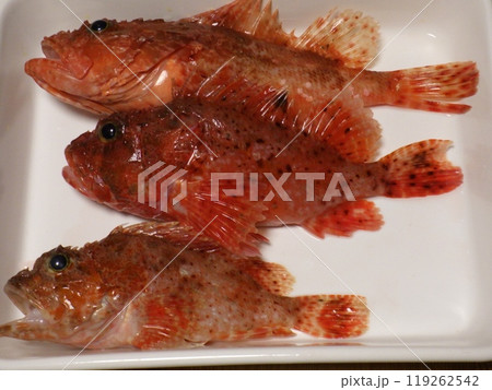 オニカサゴが釣れました オニカサゴが釣れました 119262542