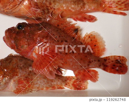 オニカサゴが釣れました 119262748