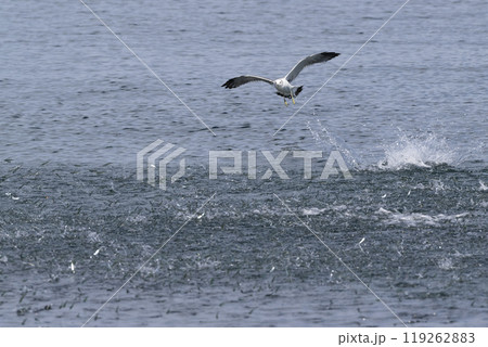 ウミネコ 119262883