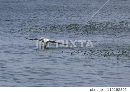 ウミネコ 119262895