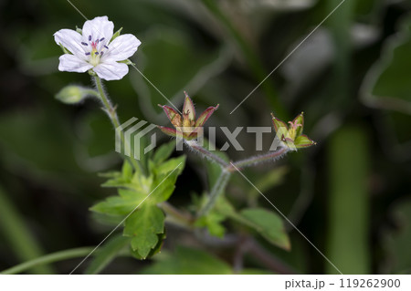 ゲンノショウコ 119262900