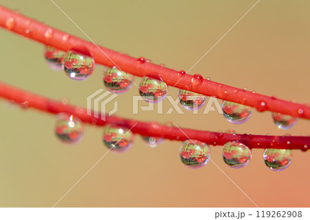 ヒガンバナの水滴 ヒガンバナの水滴 119262908