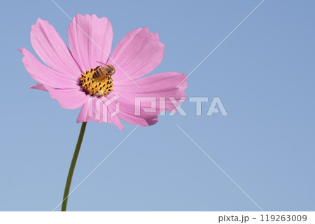 青空に映えるピンクのかわいいコスモスと蜜を吸う蜂　アップ 119263009