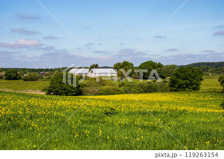 Rapeseed fields panorama. Blooming yellow canola flower meadows. Rapeseed fields panorama. Blooming yellow canola flower meadows. 119263154