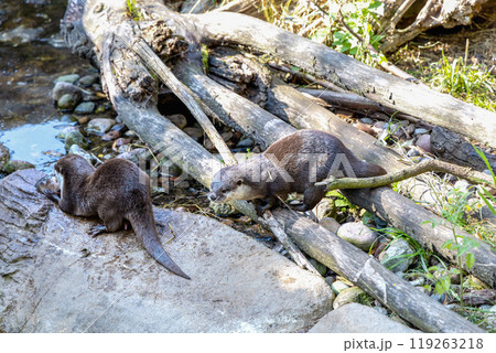 Two otters together catch fish by the stream Two otters together catch fish by the stream 119263218
