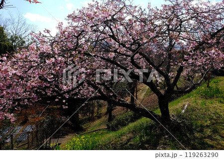 土手の斜面に咲く河津桜 【相模原市津久井 3月】 土手の斜面に咲く河津桜 【相模原市津久井 3月】 119263290