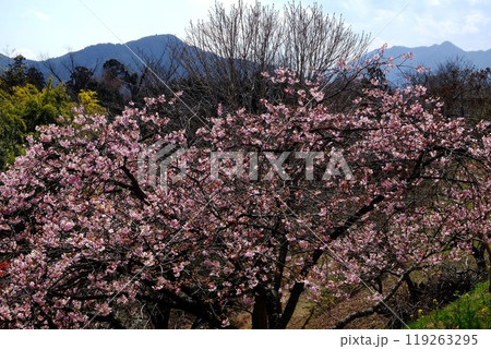 河津桜と北丹沢の山々　【相模原市津久井　3月】 119263295