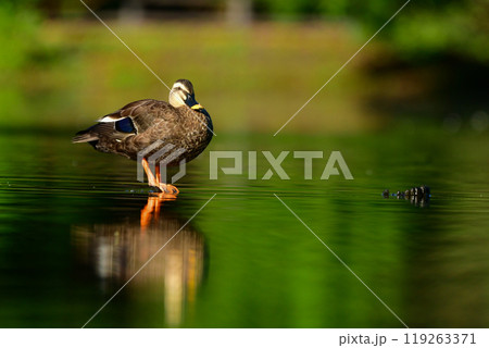公園や池で出会える身近な野鳥、日光浴をするカルガモ 119263371