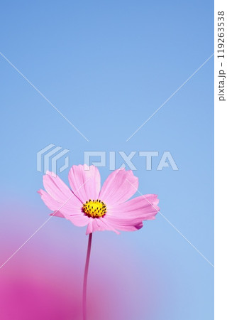 青空に映えるピンクの綺麗なコスモス ピンクの前ボケ アップ 青空に映えるピンクの綺麗なコスモス ピンクの前ボケ アップ 119263538