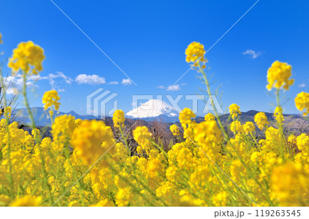 関東・吾妻山公園・春のイメージ、春を喜ぶように咲き乱れる菜の花に飾られた富士山・神奈川県二宮町(2) 119263545