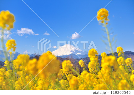 関東・吾妻山公園・春のイメージ、春を喜ぶように咲き乱れる菜の花に飾られた富士山・神奈川県二宮町(3) 119263546