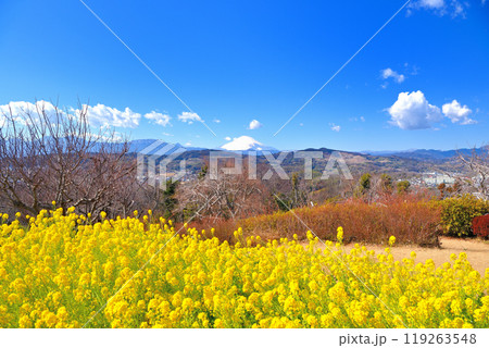 関東・吾妻山公園・春の風景、春の訪れを告げる菜の花と冠雪が残る早春の富士山・神奈川県二宮町(3) 関東・吾妻山公園・春の風景、春の訪れを告げる菜の花と冠雪が残る早春の富士山・神奈川県二宮町(3) 119263548