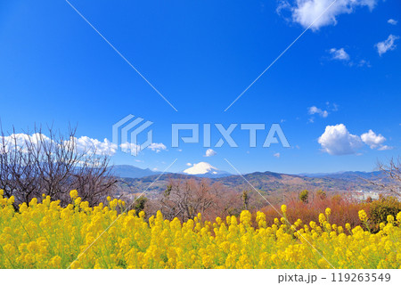 関東・吾妻山公園・春の風景、春の訪れを告げる菜の花と冠雪が残る早春の富士山・神奈川県二宮町(4) 関東・吾妻山公園・春の風景、春の訪れを告げる菜の花と冠雪が残る早春の富士山・神奈川県二宮町(4) 119263549