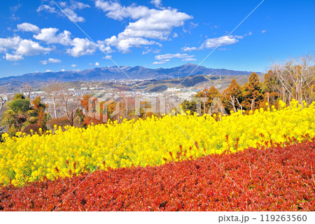 関東・吾妻山公園・菜の花とレッドロビンのグラデーションと、丹沢と大山の山並み・神奈川県二宮町(2) 関東・吾妻山公園・菜の花とレッドロビンのグラデーションと、丹沢と大山の山並み・神奈川県二宮町(2) 119263560