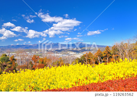 関東・吾妻山公園・菜の花とレッドロビンのグラデーションと、丹沢と大山の山並み・神奈川県二宮町(3) 119263562
