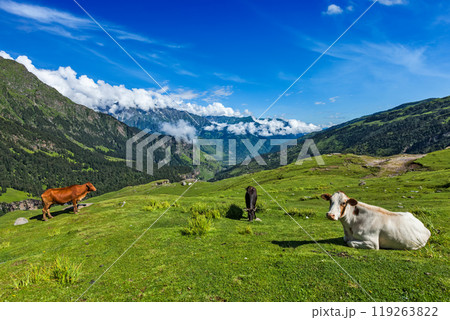 Cows grazing in Himalayas 119263822