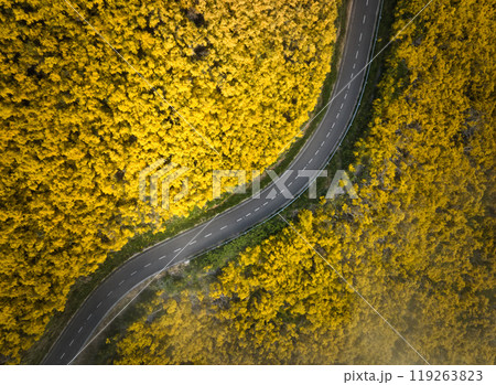 Aerial view of road among Cytisus blooming shrubs near Pico do Arieiro, Portugal 119263823