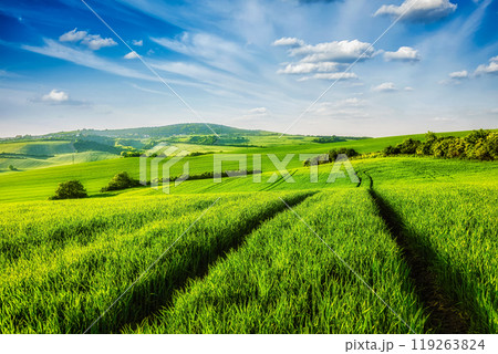 Green fields of Moravia 119263824