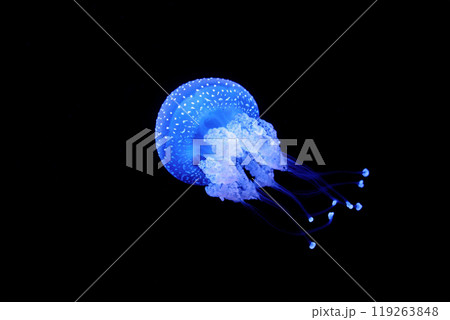 Tropical Jellyfish Phyllorhiza punctata white-spotted jellyfish underwater Tropical Jellyfish Phyllorhiza punctata white-spotted jellyfish underwater 119263848