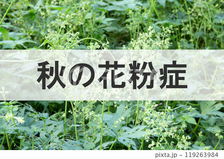 秋の花粉症（背景は原因植物カナムグラの花） 119263984