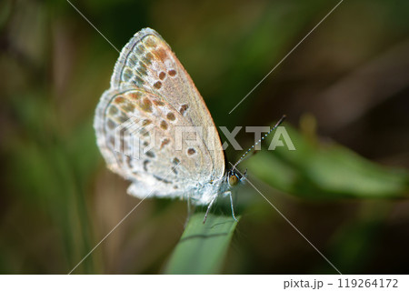 栃木県や千葉県の川原や草原に生息するとても小さなチョウ、絶滅危惧種のシルビアシジミ 119264172