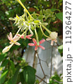 pink flowers on the bush 119264277