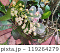 white flowers of cherry tree in the garden 119264279