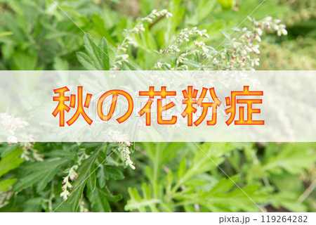 秋の花粉症 背景は原因植物ヨモギの花 秋の花粉症 背景は原因植物ヨモギの花 119264282