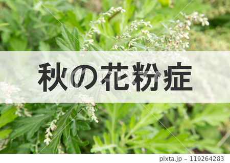 秋の花粉症　背景は原因植物ヨモギの花 119264283