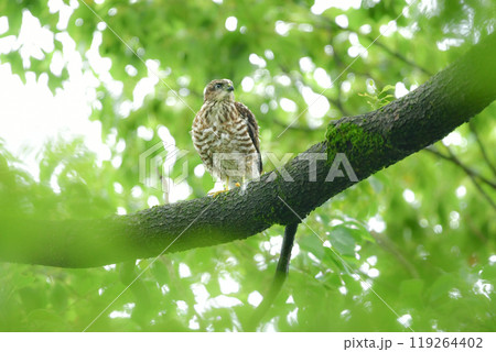 公園や雑木林で繁殖する身近な猛禽類、小さなタカの仲間、ツミの巣立ちびな 119264402