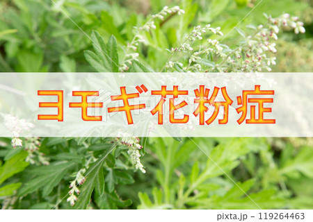 ヨモギ花粉症（背景は原因植物ヨモギの花） 119264463