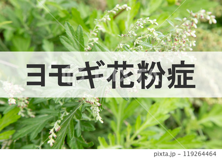 ヨモギ花粉症(背景は原因植物ヨモギの花) ヨモギ花粉症(背景は原因植物ヨモギの花) 119264464