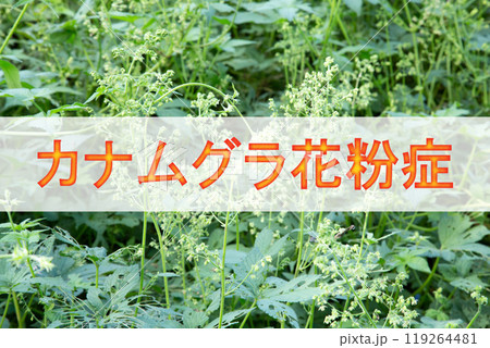 カナムグラ花粉症（背景は原因植物カナムグラの花） 119264481
