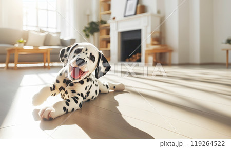 Cute Dalmatian puppy lies on the floor in a spacious bright room 119264522