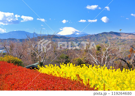 関東・吾妻山公園・春の訪れを告げる菜の花とレッドロビン、早春の富士山の風景・神奈川県二宮町(1) 関東・吾妻山公園・春の訪れを告げる菜の花とレッドロビン、早春の富士山の風景・神奈川県二宮町(1) 119264680
