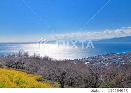 関東・吾妻山公園・展望台から眺める早春の相模湾と箱根、伊豆半島・神奈川県二宮町 119264688