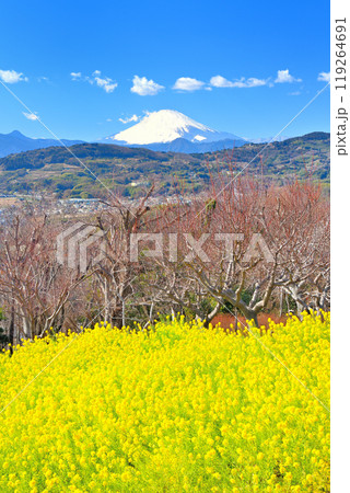 関東・吾妻山公園・展望台から眺める絨毯のような菜の花畑と早春の富士山・神奈川県二宮町(3) 119264691